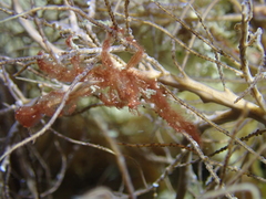 Achaeus japonicus