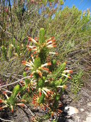 Erica thomae thomae