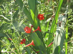 Ipomoea indivisa