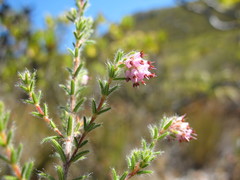 Erica similis