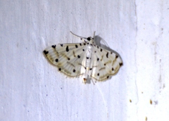 Pycnarmon cribrata