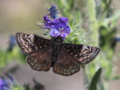 Erynnis lucilius