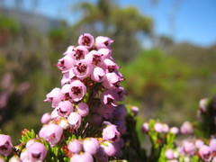 Erica curvirostris