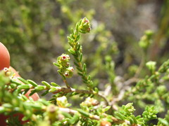 Erica serrata
