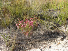 Erica cristata