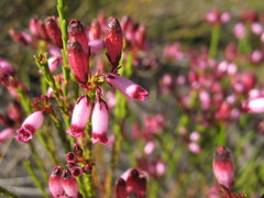 Erica cristata