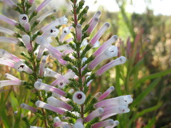 Erica perspicua