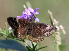 Erynnis lucilius