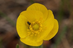 Ranunculus cardiophyllus
