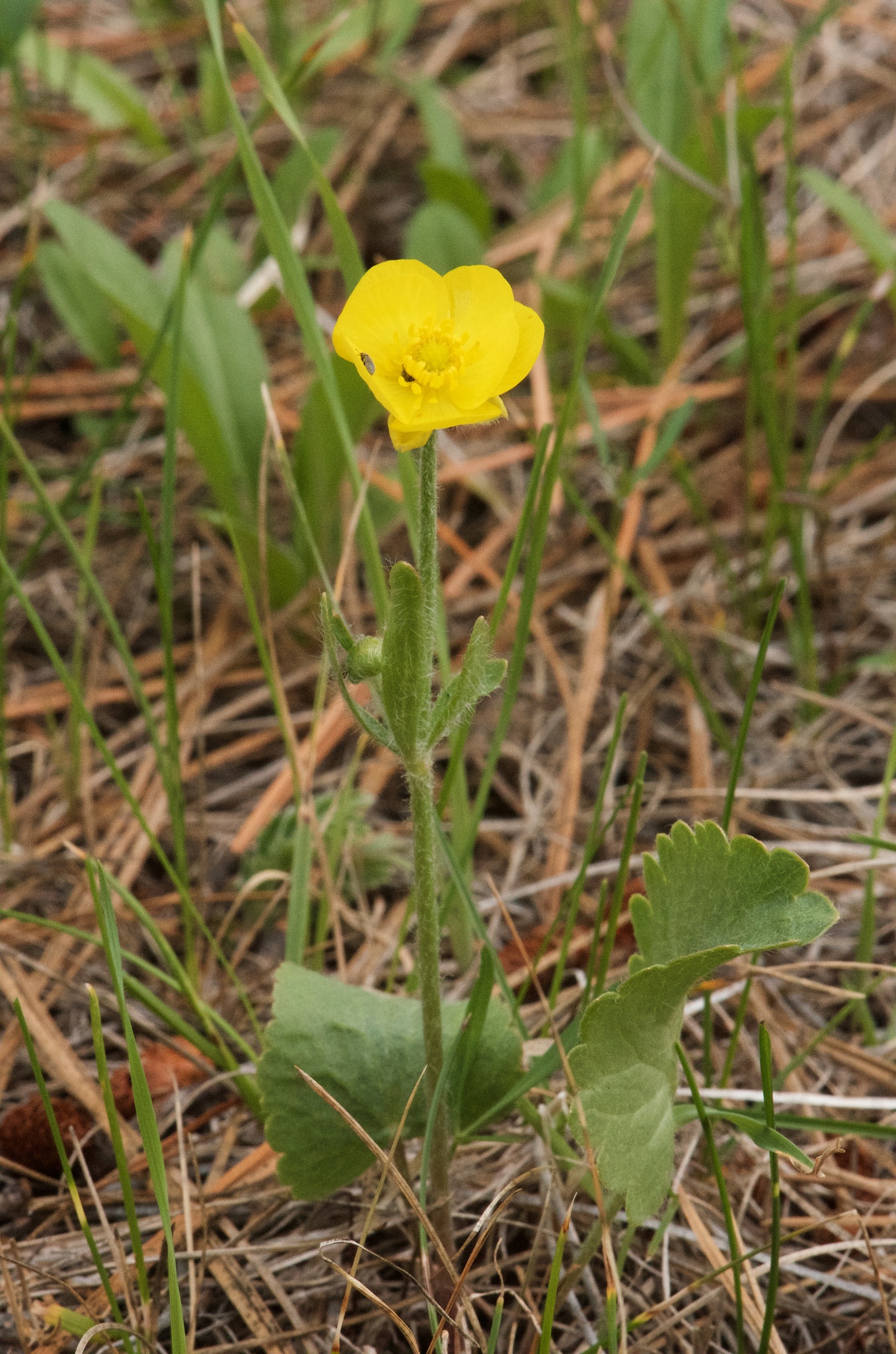 Ranunculus cardiophyllus