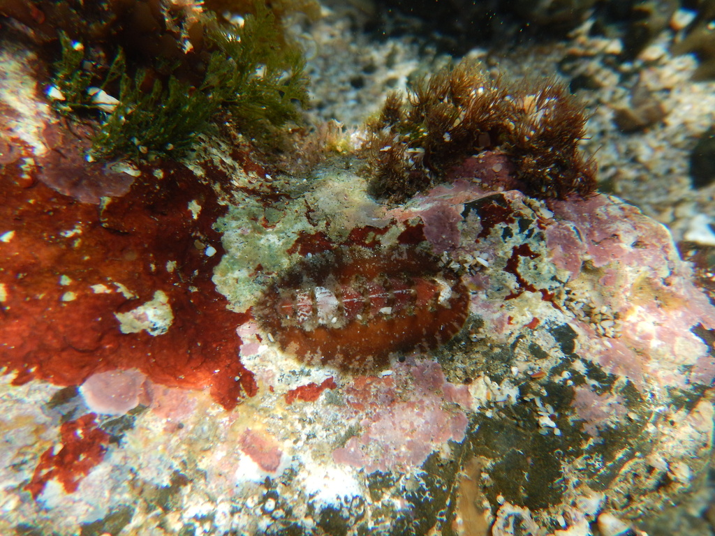 Acanthochitona ferreirai