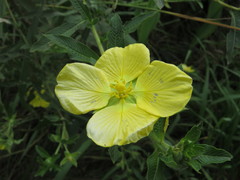 Ludwigia elegans