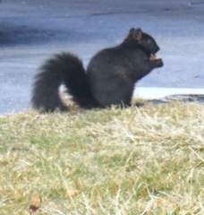 Sciurus carolinensis