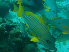 Plectorhinchus chrysotaenia
