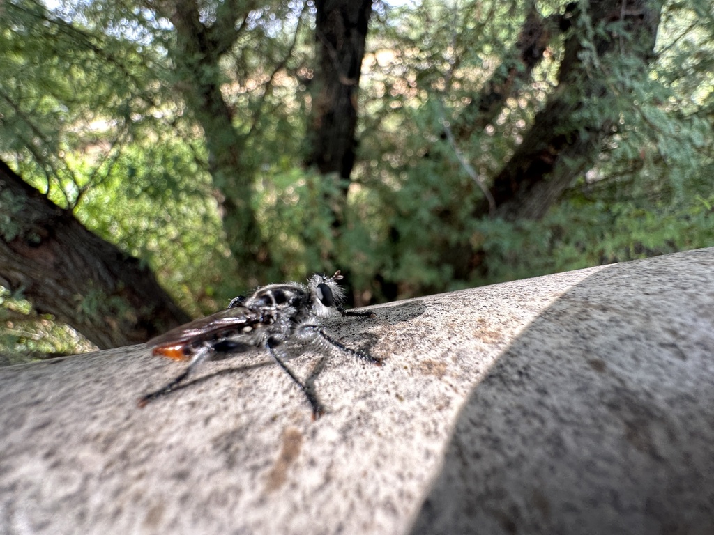 Andrenosoma igneum