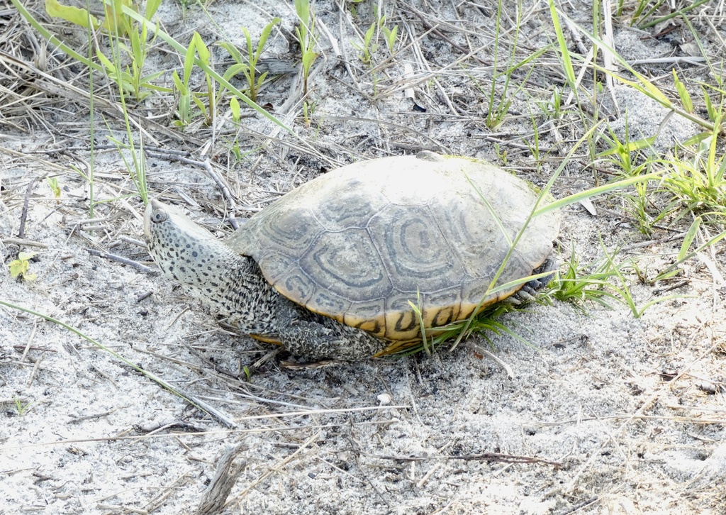 Diamondback Terrapin in July 2023 by kjklein · iNaturalist