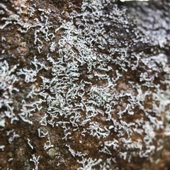 Physcia subtilis
