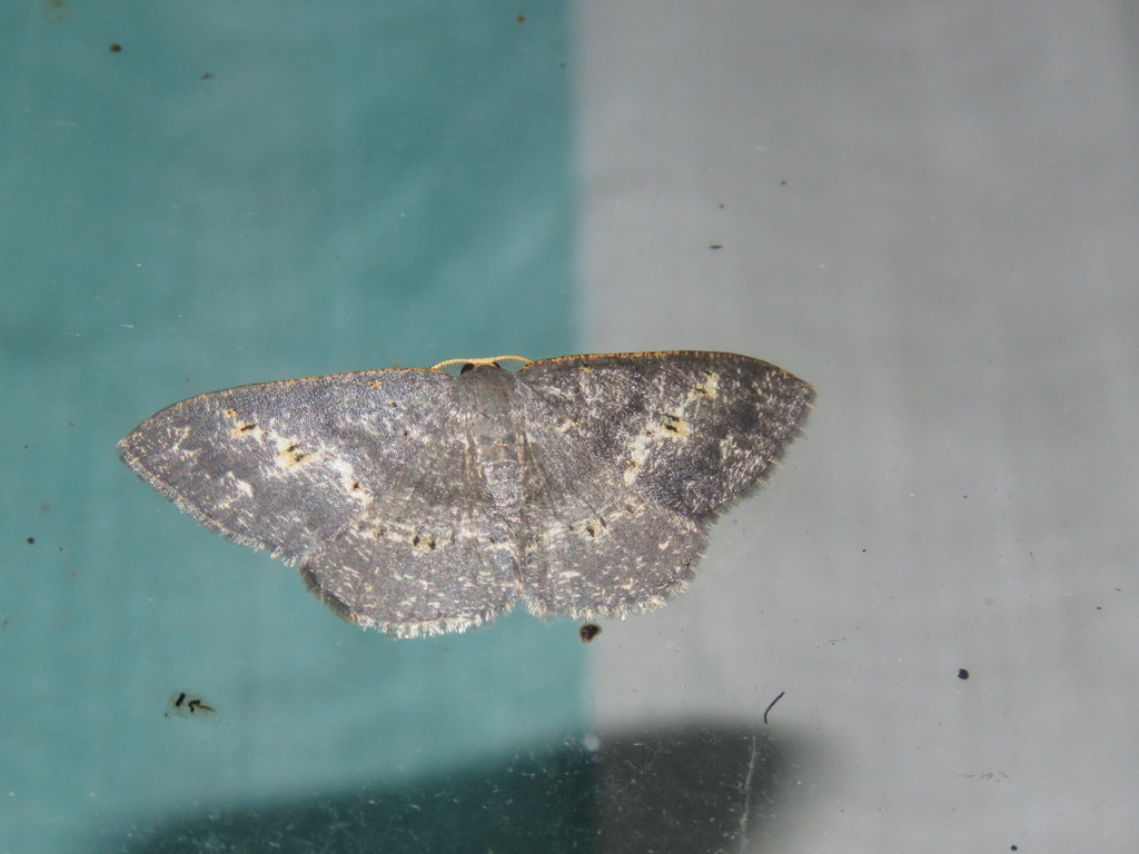 Peratophyga sobrina