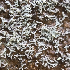 Physcia subtilis