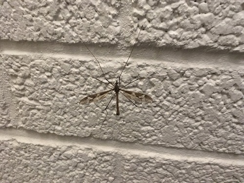 Giant cranefly, Voerendaal, Netherlands, photo 7 of 10