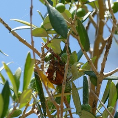 Araneus