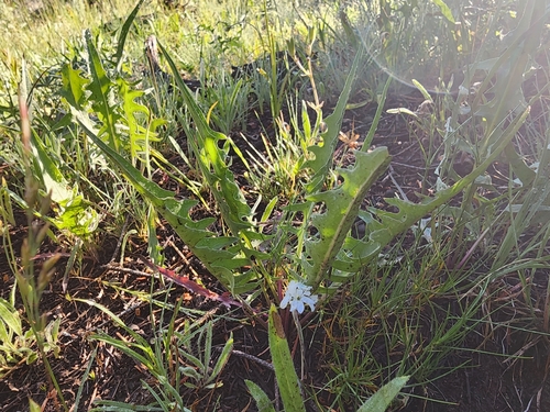 Image of Crepis acuminata by (c) Kaden Slone, some rights reserved (CC BY)