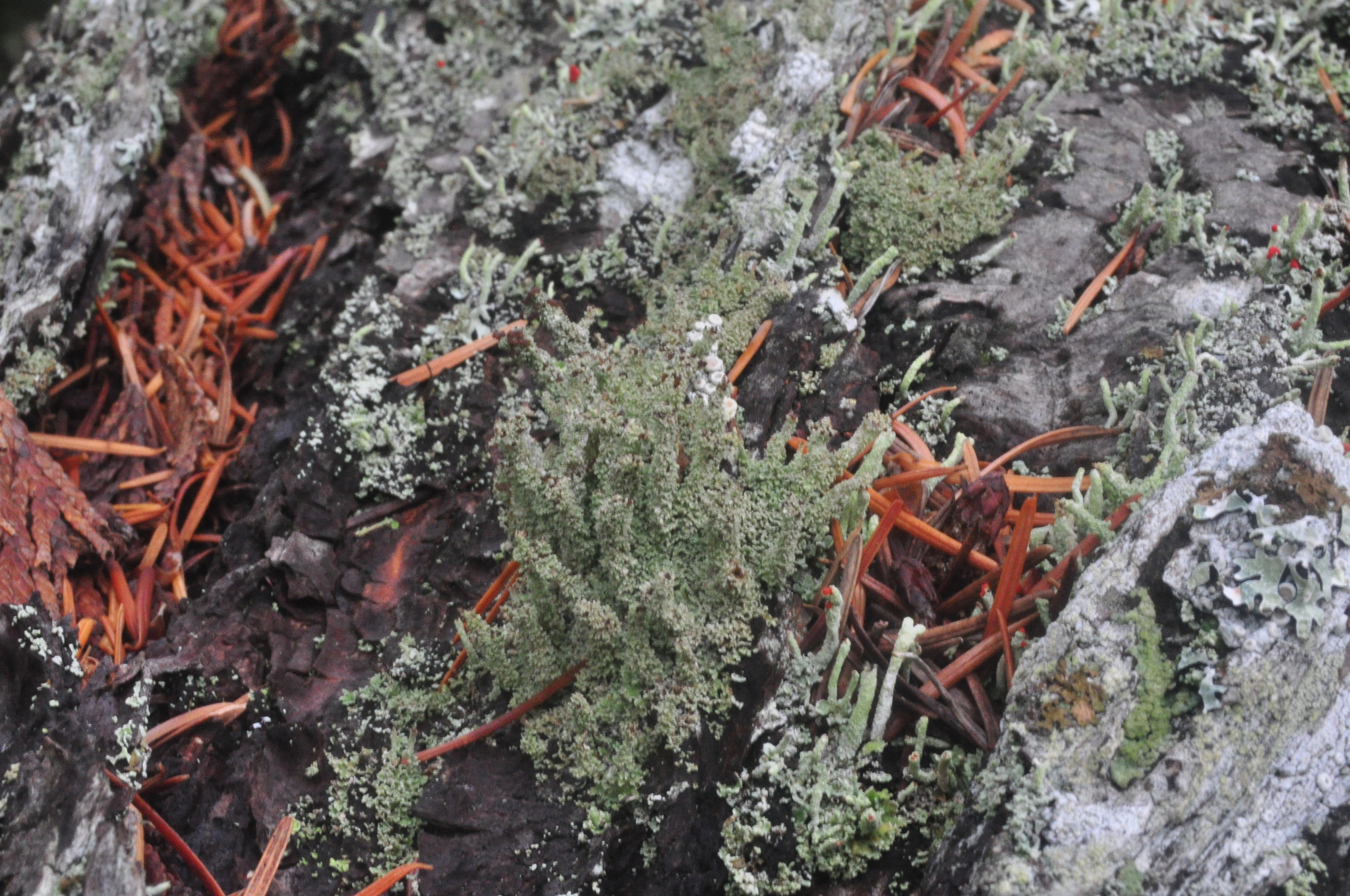 Cladoniaceae image