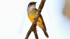 Eopsaltria griseogularis