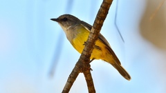 Eopsaltria griseogularis