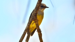 Eopsaltria griseogularis