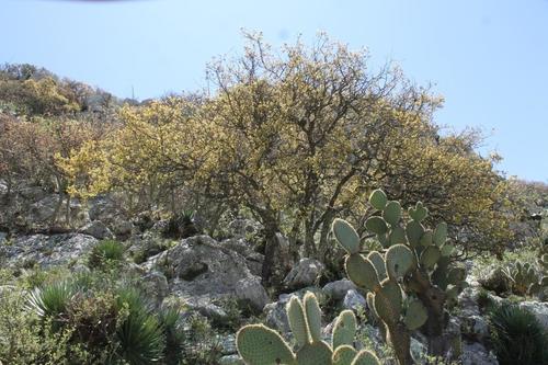 Quercus charcasana
