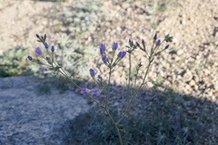 Gilia flavocincta