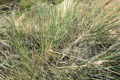 Macrochloa tenacissima