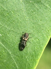 Agrilus subcinctus