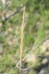 Macrochloa tenacissima