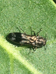 Agrilus subcinctus