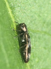 Agrilus subcinctus