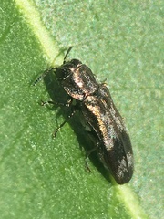 Agrilus subcinctus
