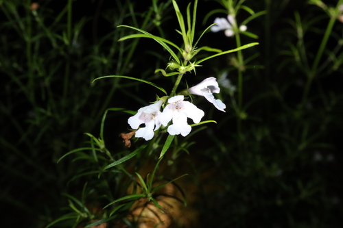 Image of Westringia longifolia by (c) Thomas Mesaglio, some rights reserved (CC BY)