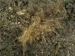 Bursatella ocelligera