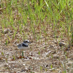 Charadrius dubius