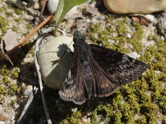 Erynnis lucilius
