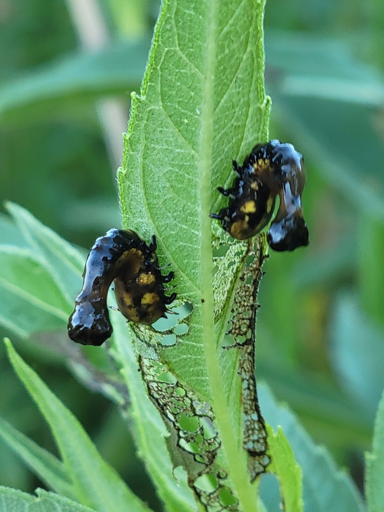Sunflower Tortoise Beetle in July 2023 by Davis Harder · iNaturalist
