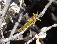 Bootettix argentatus