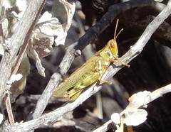Bootettix argentatus