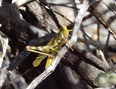 Bootettix argentatus