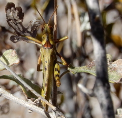 Bootettix argentatus