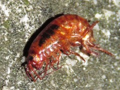 Arcitalitrus sylvaticus