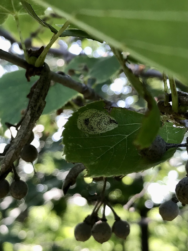 Basswood Round-blotch Miner Moth