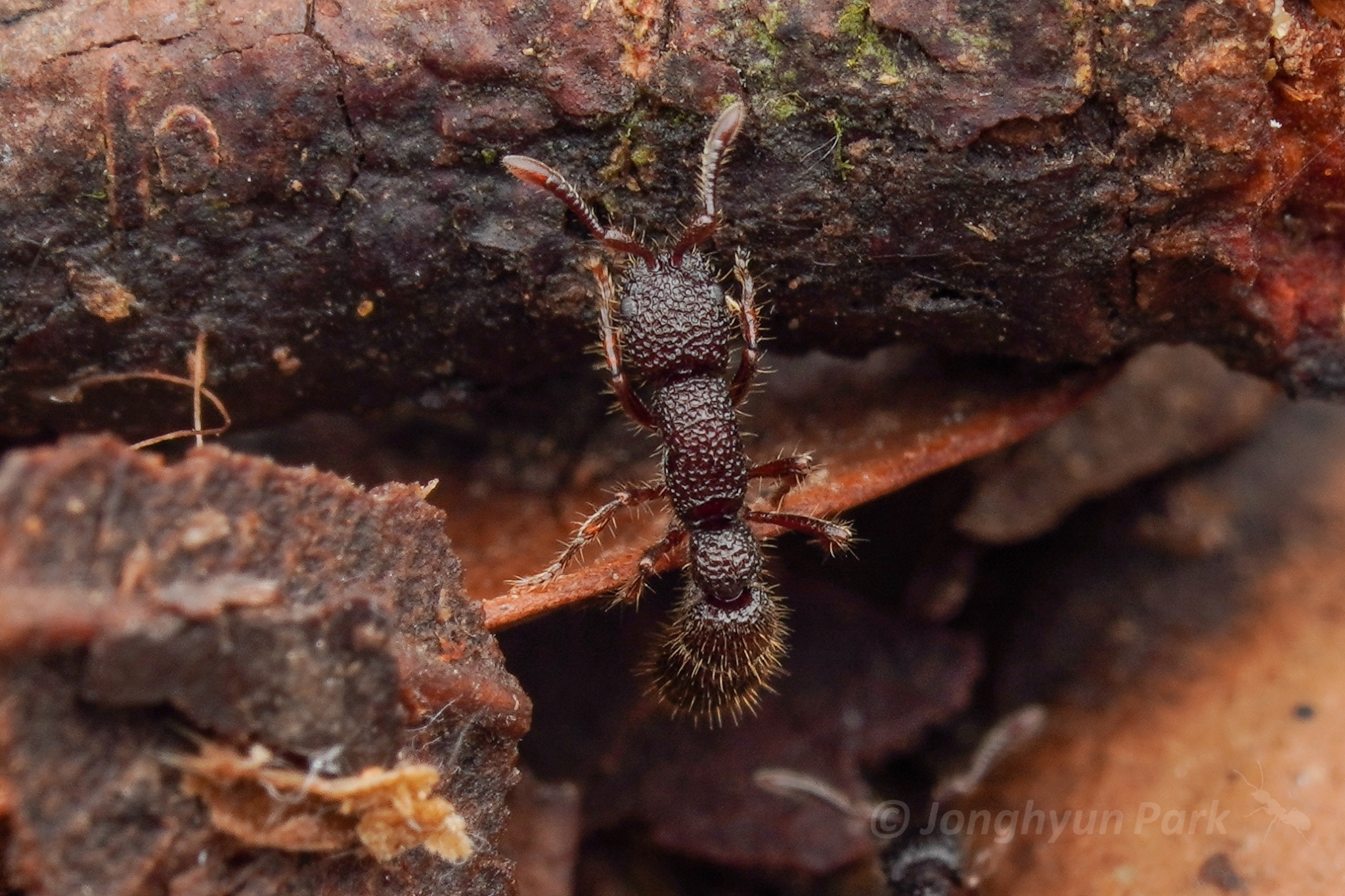 Parasyscia dohertyi